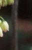Enkianthus campanulatus, flowers