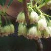 Enkianthus campanulatus, flowers