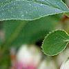 Enkianthus campanulatus, flowers