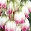 Enkianthus campanulatus, flowers