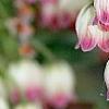 Enkianthus campanulatus, flowers
