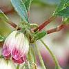 Enkianthus campanulatus, flowers