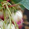 Enkianthus campanulatus, flowers