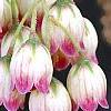 Enkianthus campanulatus, flowers