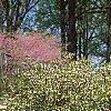 Enkianthus perulatus, habit