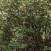 Enkianthus perulatus, habit