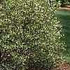 Enkianthus perulatus, habit