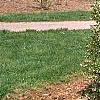 Enkianthus perulatus, habit