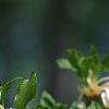 Enkianthus perulatus, flowers