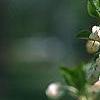 Enkianthus perulatus, flowers