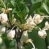 Enkianthus perulatus, flowers