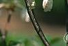 Enkianthus perulatus, flowers