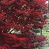 Enkianthus perulatus, fall color