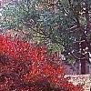 Enkianthus perulatus, fall color