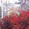 Enkianthus perulatus, fall color