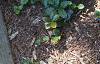 Gaultheria procumbens, habit
