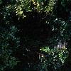Gaultheria procumbens, habit