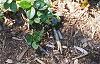 Gaultheria procumbens, habit