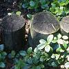 Gaultheria procumbens, habit