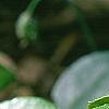Gaultheria procumbens, flowers