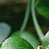 Gaultheria procumbens, flowers