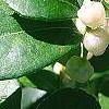 Gaultheria procumbens, flowers