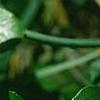 Gaultheria procumbens, flowers