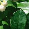 Gaultheria procumbens, flowers