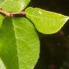 Gaultheria shallon, leaves