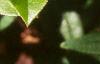 Gaultheria shallon, leaves