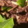 Gaultheria shallon, leaves
