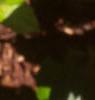 Gaultheria shallon, leaves