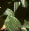 Gaultheria shallon, leaves