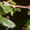 Gaultheria shallon, leaves