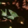 Gaultheria shallon, leaves