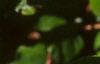 Gaultheria shallon, leaves