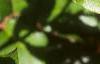 Gaultheria shallon, leaves
