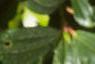 Gaultheria shallon, leaves