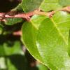 Gaultheria shallon, leaves
