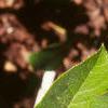 Gaultheria shallon, leaves
