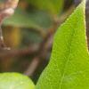 Gaultheria shallon, fruit