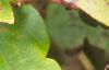 Gaultheria shallon, fruit