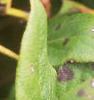 Gaultheria shallon, fruit