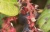 Gaultheria shallon, fruit