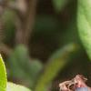 Gaultheria shallon, fruit