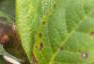 Gaultheria shallon, fruit