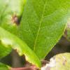 Gaultheria shallon, fruit