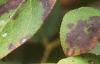 Gaultheria shallon, fruit