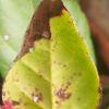 Gaultheria shallon, fruit
