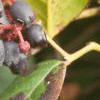 Gaultheria shallon, fruit